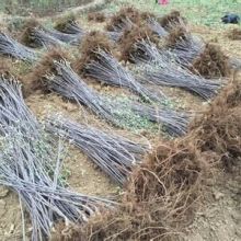 烏魯木齊桃熏白草莓苗種植技術及諾誠苗木咨詢服務指南